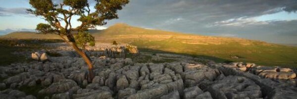 WhiteScarCave Profile Banner