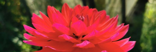 wouter99999 Profile Banner
