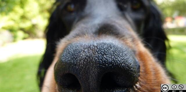 Gordon_el_Perro's profile banner image