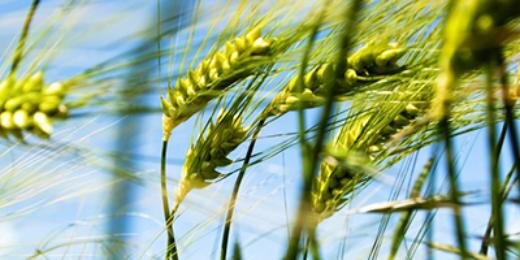 CanjoFarmMarket's profile banner image