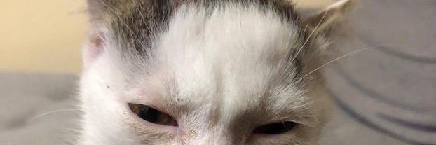 miimosinn's profile banner image