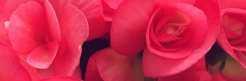 PantLucia's profile banner image