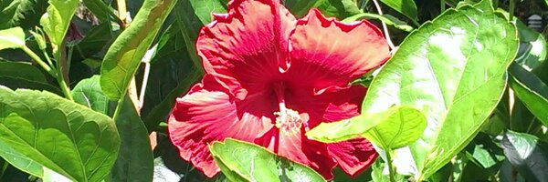 mlfb1950 Profile Banner