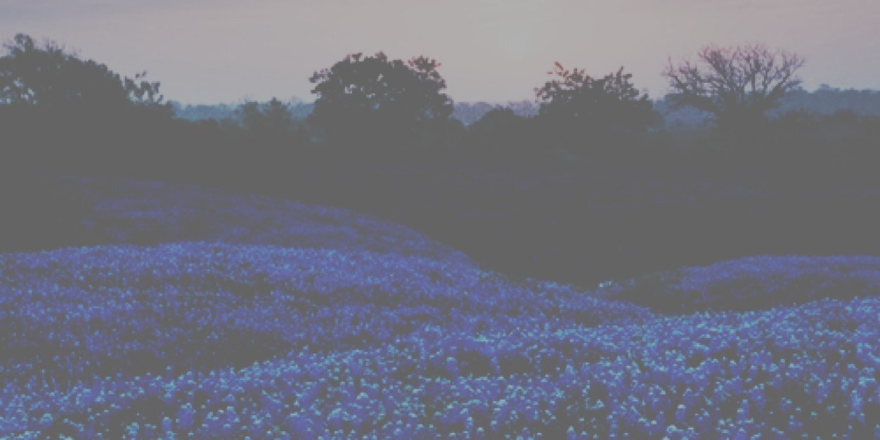 softfacelou's profile banner image