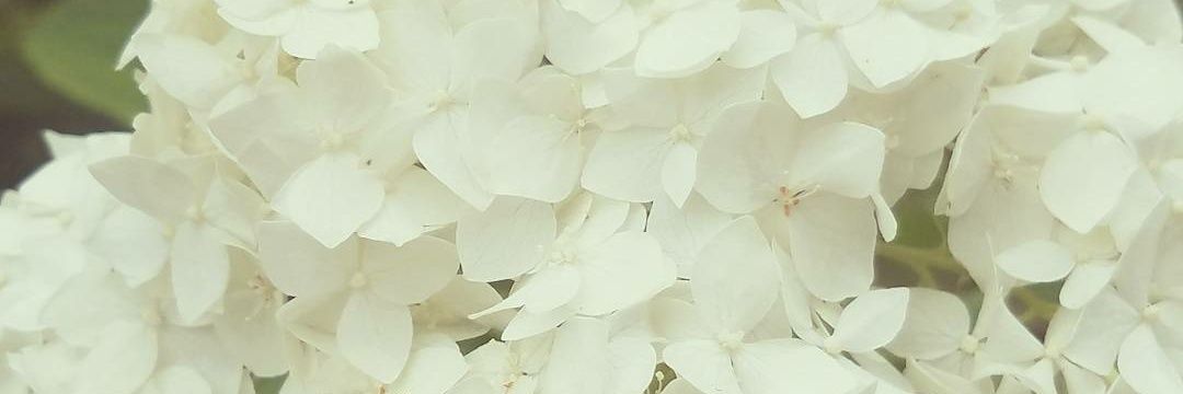 CaryssaLutz's profile banner image