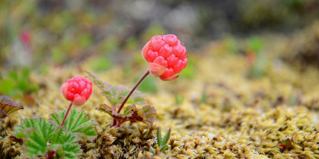 Simon Sundström banner