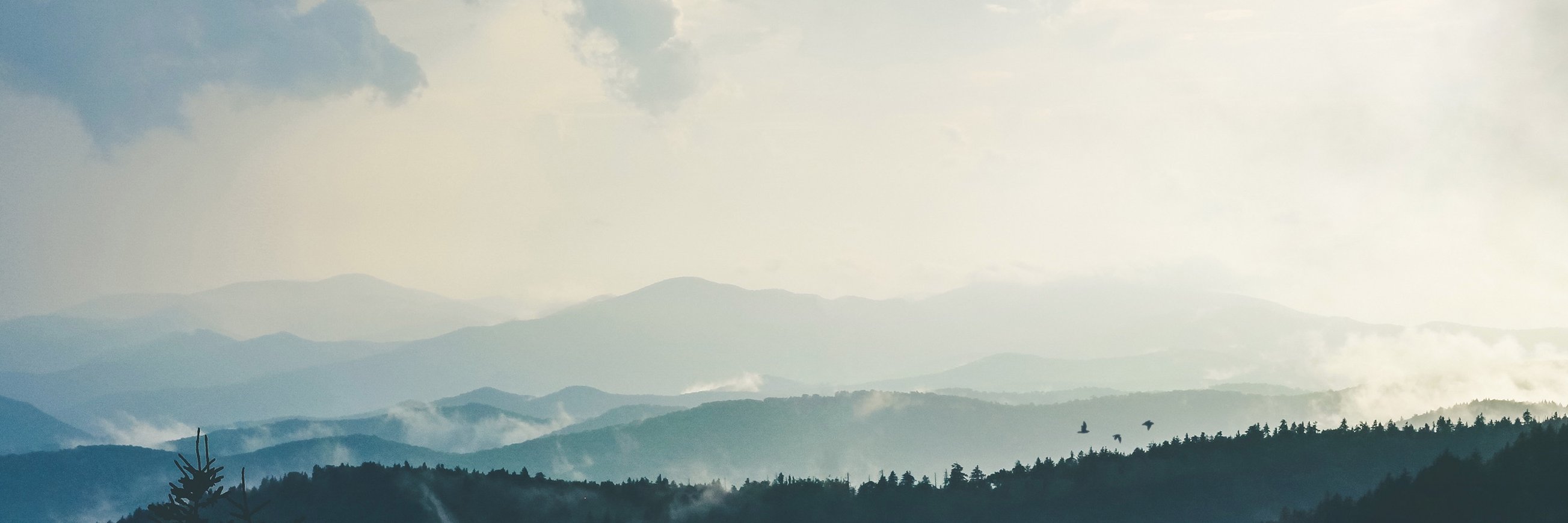 Corey Nicolaides banner