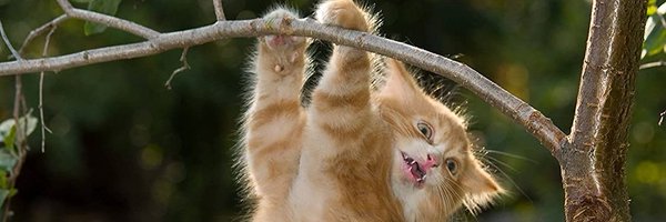 Cindymeka Profile Banner