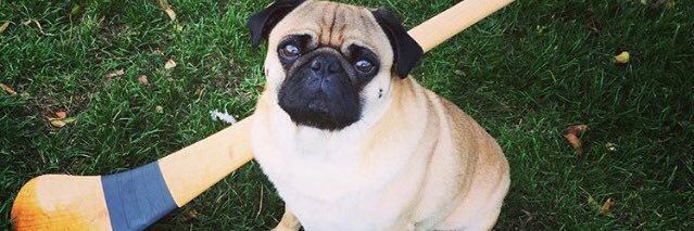 Louisirishpug's profile banner image