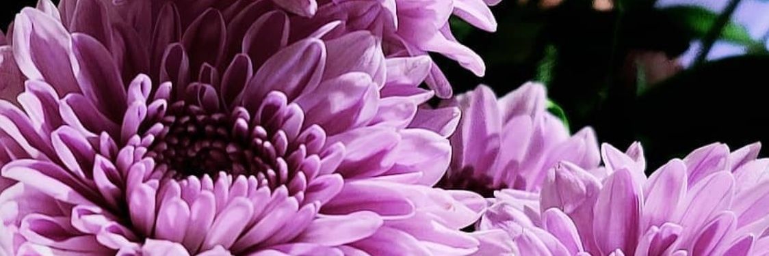 TejaswiPuppala's profile banner image