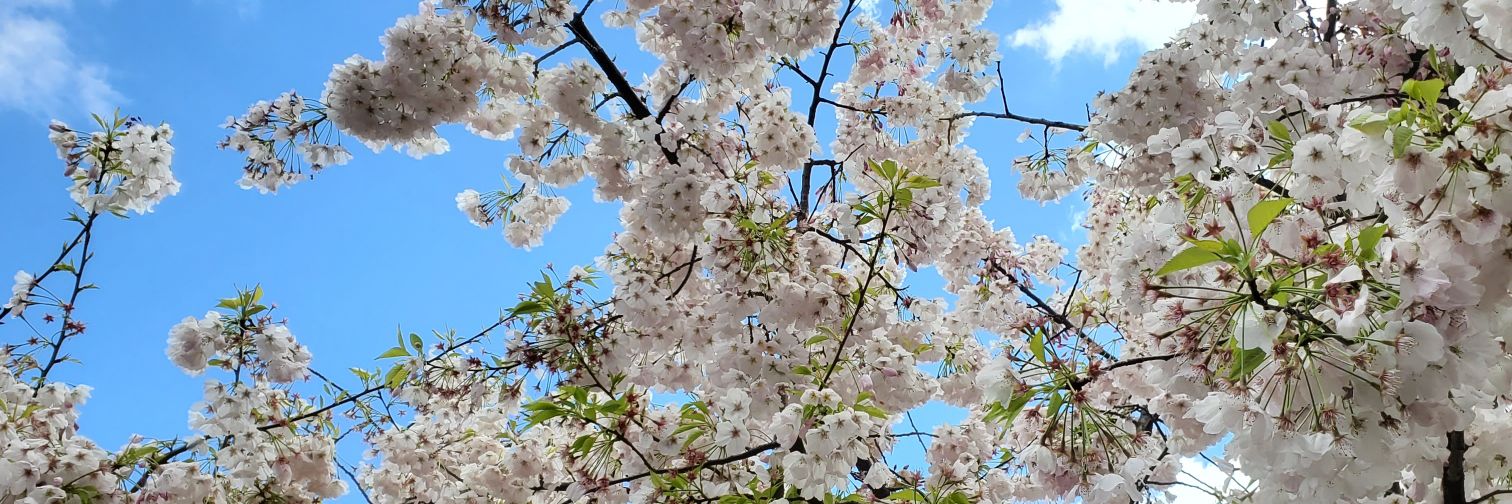 Simply_Stace's profile banner image
