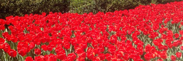 DSkimelNMSAP Profile Banner