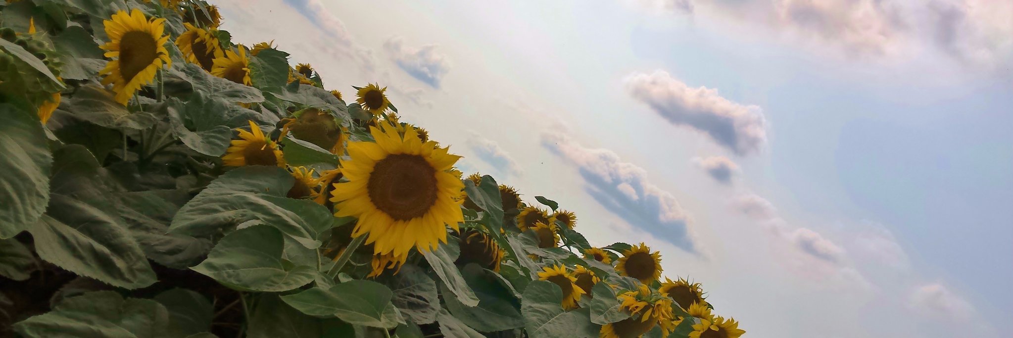 Biljana Dukovska banner