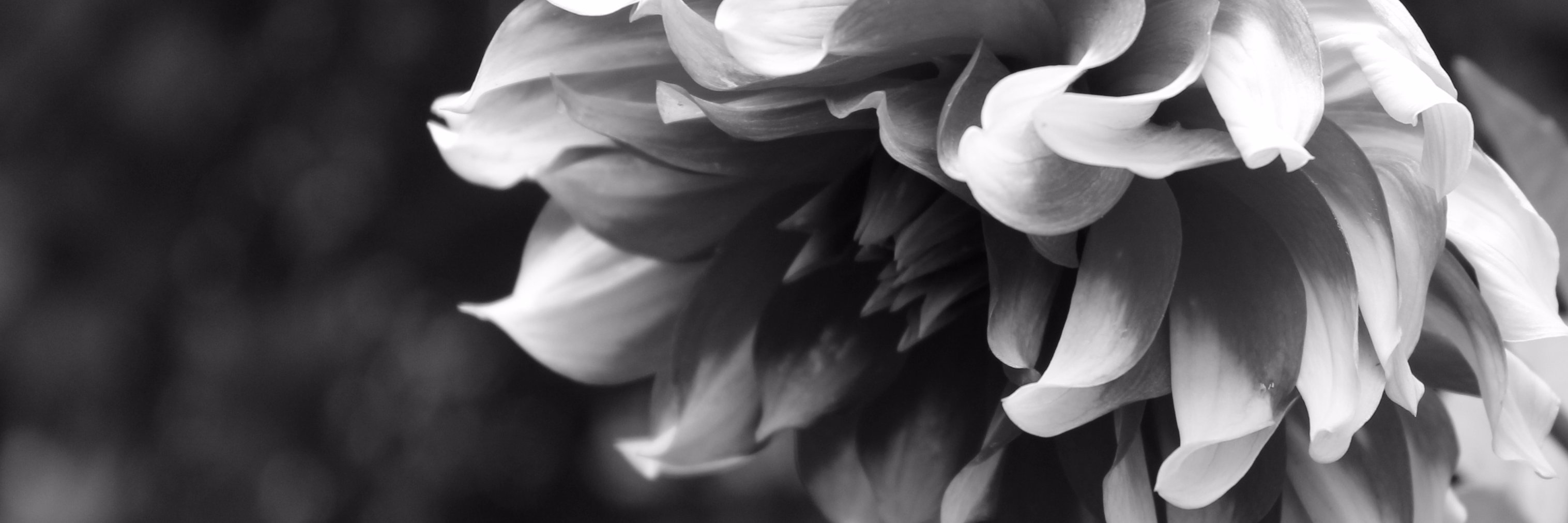 Ruby_blond's profile banner image