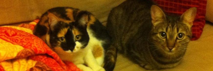 Jagger_Tango's profile banner image