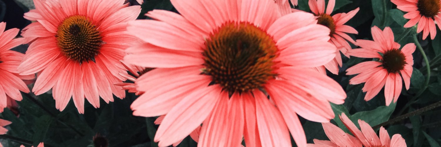 alilynat's profile banner image