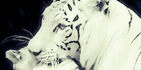 ooooohno_tiger's profile banner image