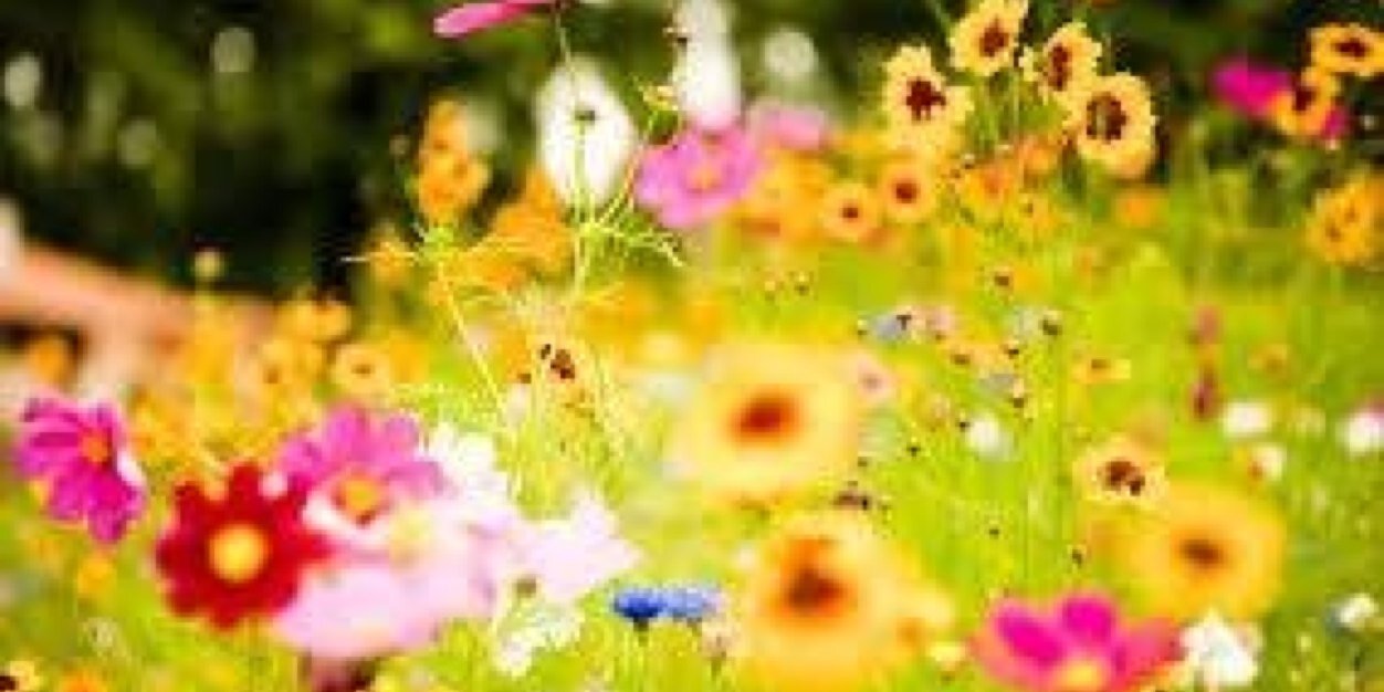 Lindy_morris's profile banner image