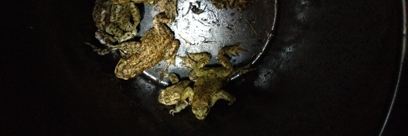 OxfordToads's profile banner image
