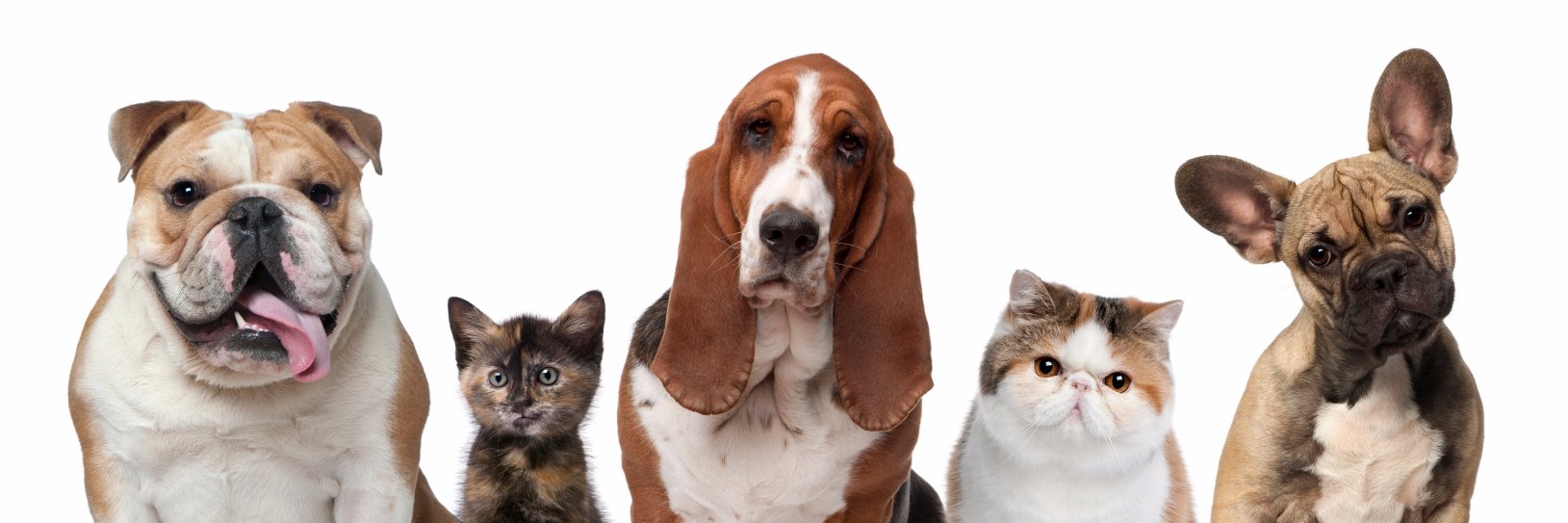 Rumba Foundation banner