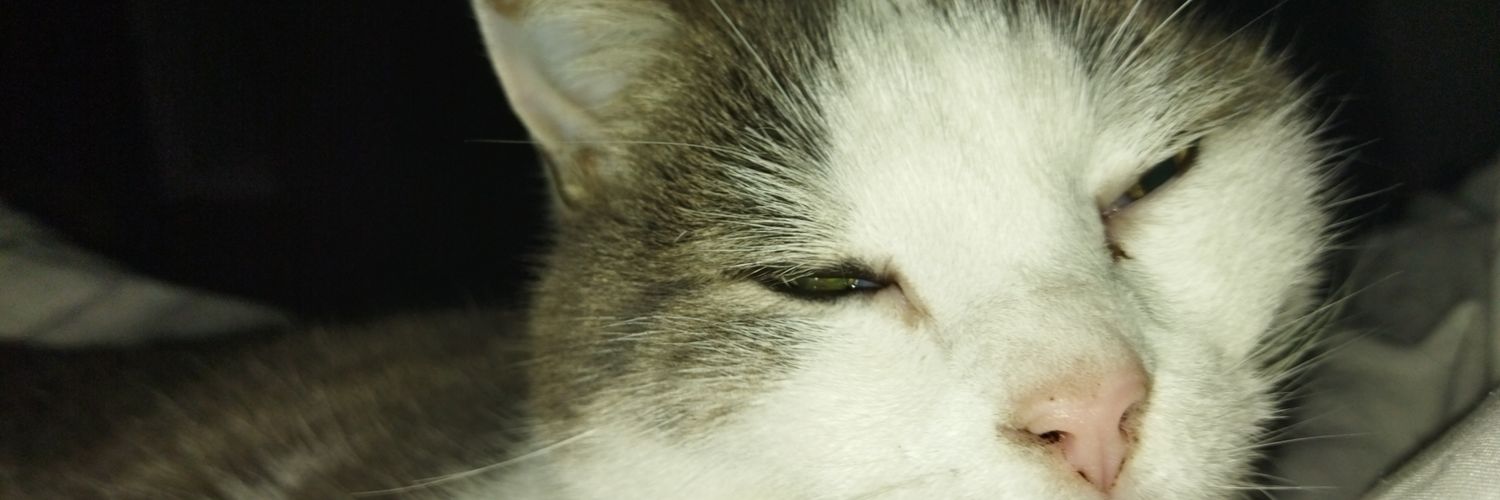 rocquelay1's profile banner image