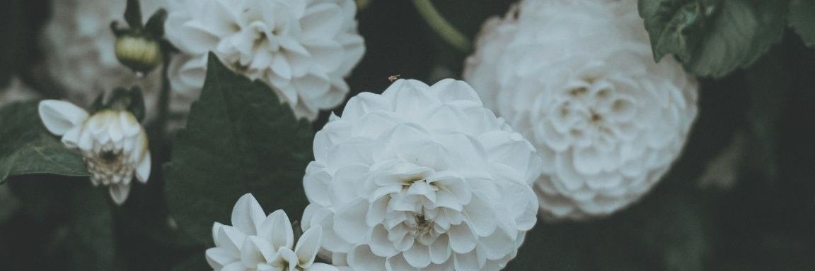 iffet_bulut's profile banner image