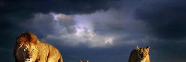 amugira Profile Banner