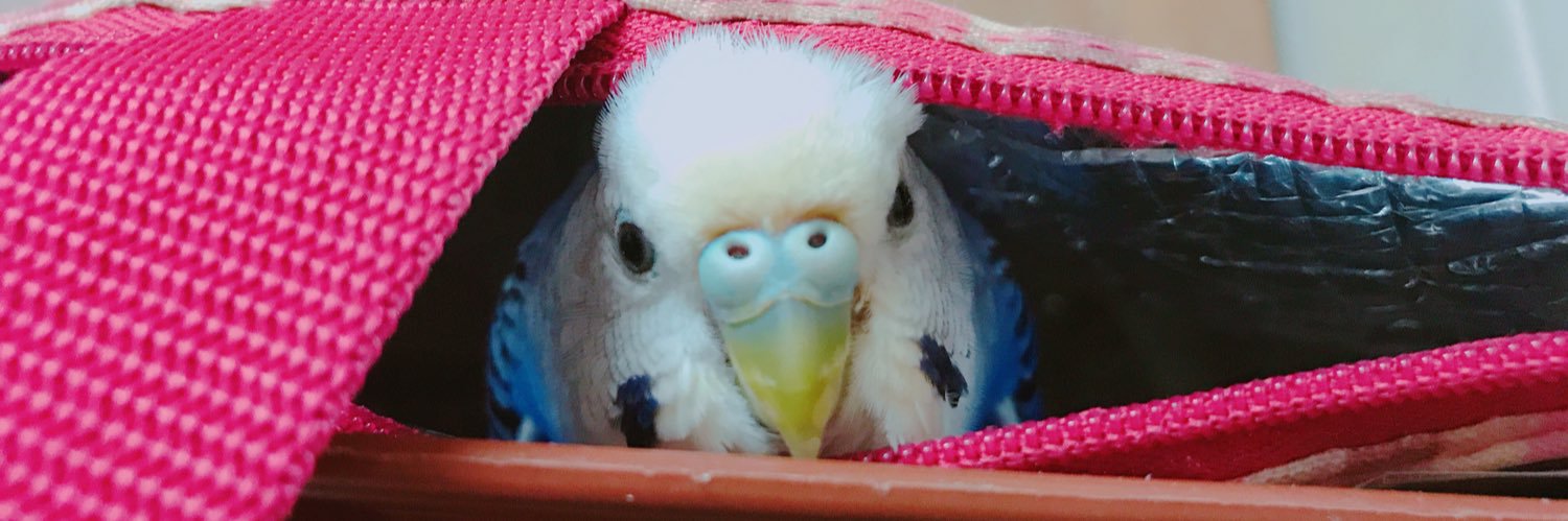 angiys2's profile banner image