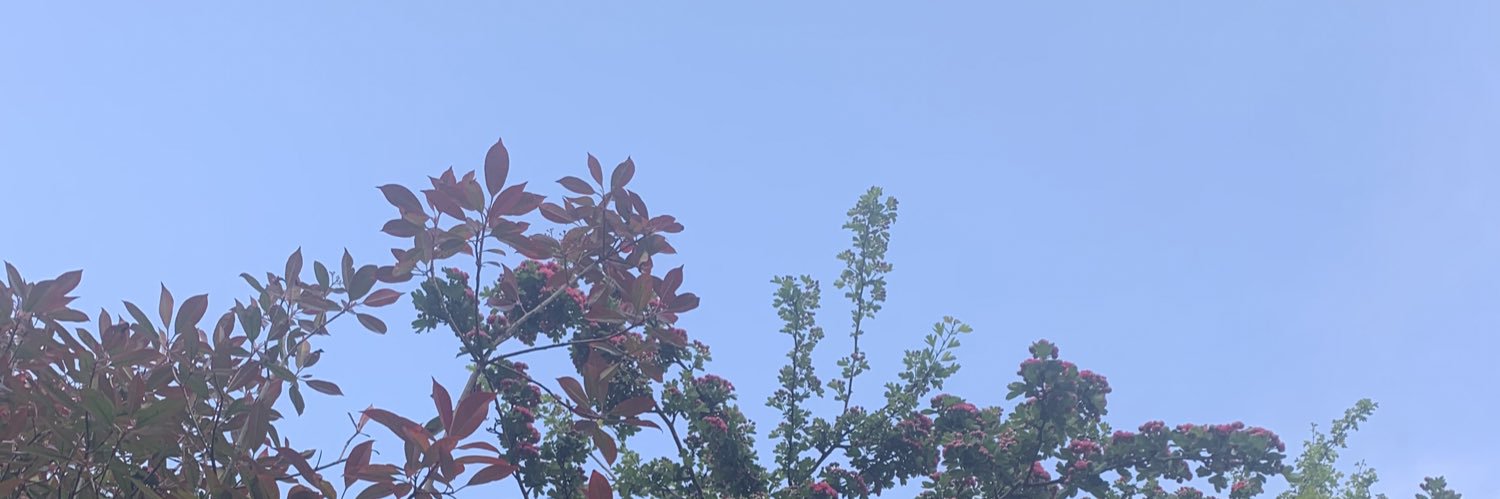 Jemma_Webster's profile banner image