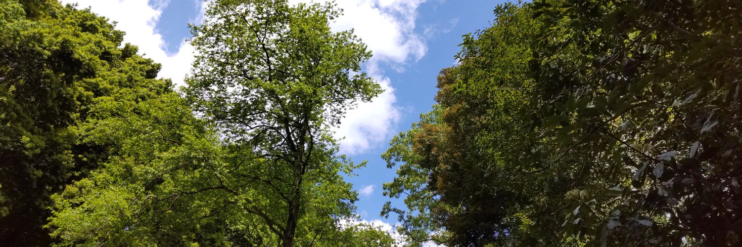 Kinutakuma's profile banner image