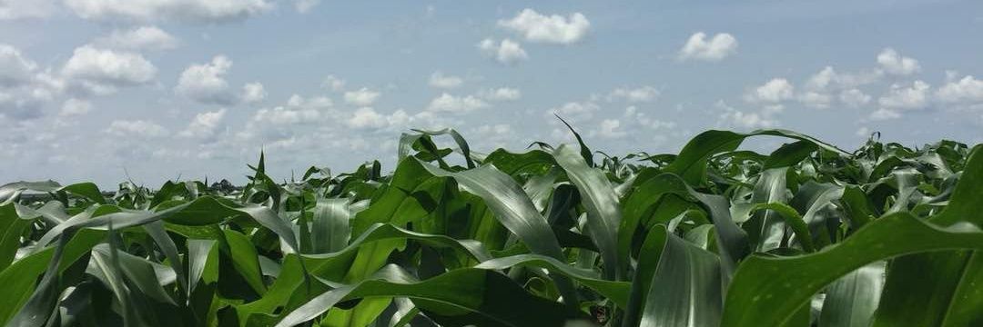 Juan Francisco Acutain banner