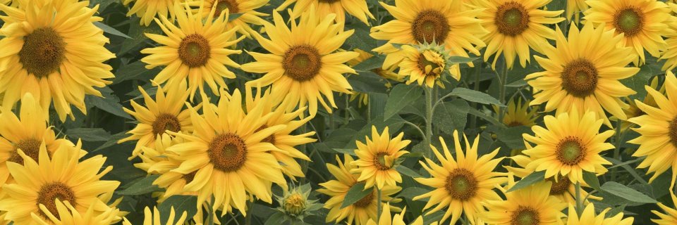 euoldison's profile banner image