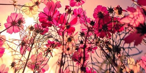 susannmp's profile banner image