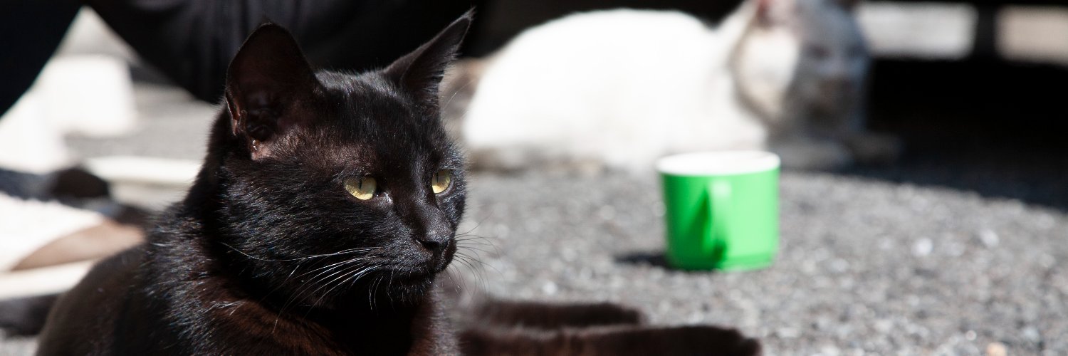 クロネコちーくん banner