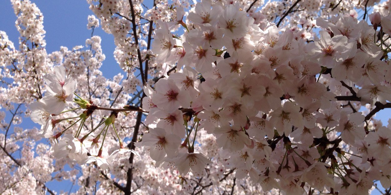 natsuki__w's profile banner image