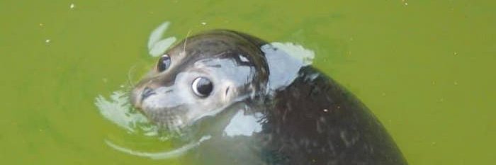 Shcomfy's profile banner image