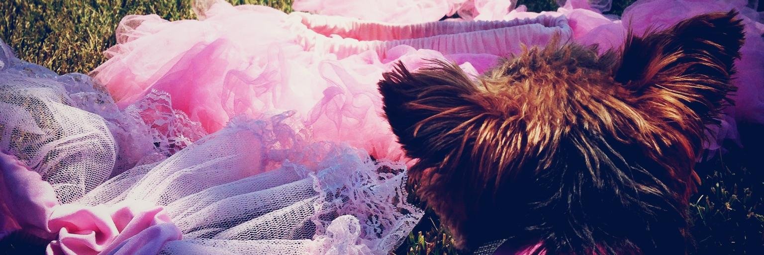 Gingerita banner