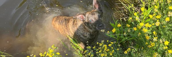 The_Chunky1 Profile Banner