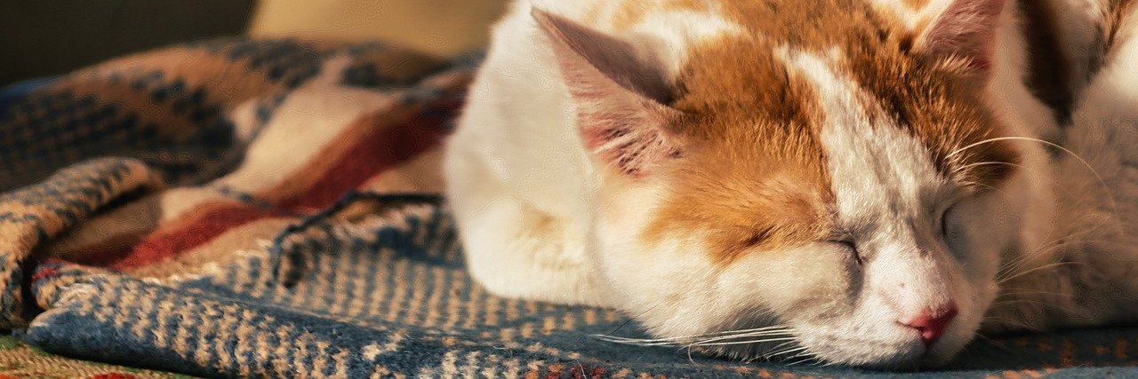 Yotdell_'s profile banner image