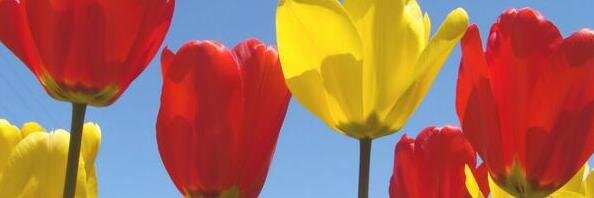Julie Bless banner