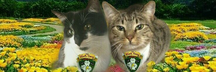 Bobsie banner