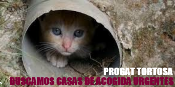 PROGATortosa's profile banner image