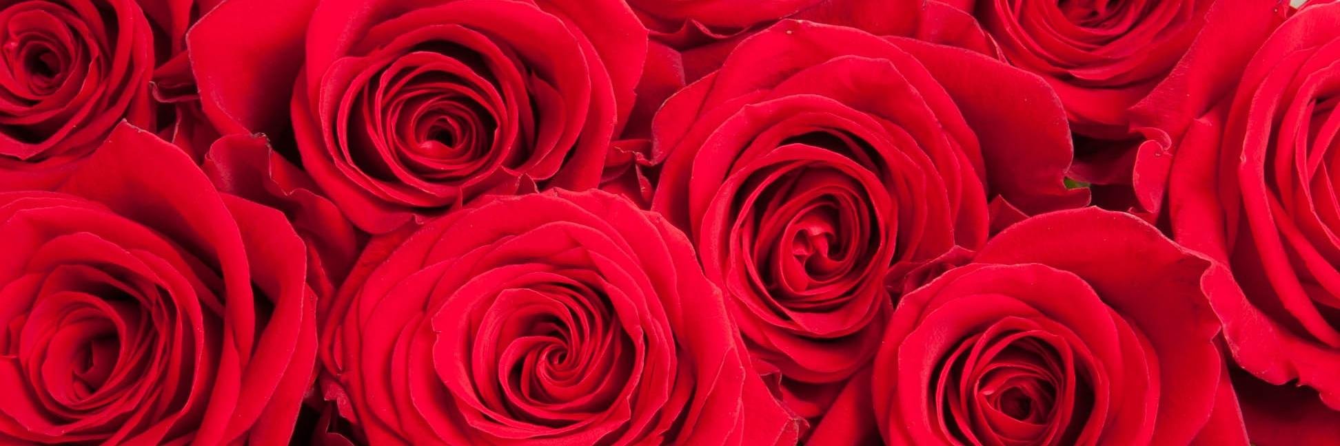 GradFlowers's profile banner image
