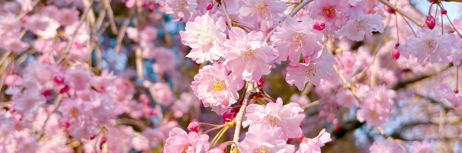 あやせ banner