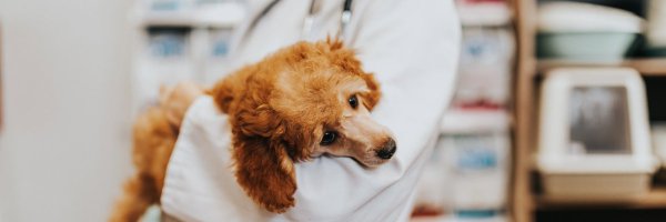 VetsHospAssoc Profile Banner