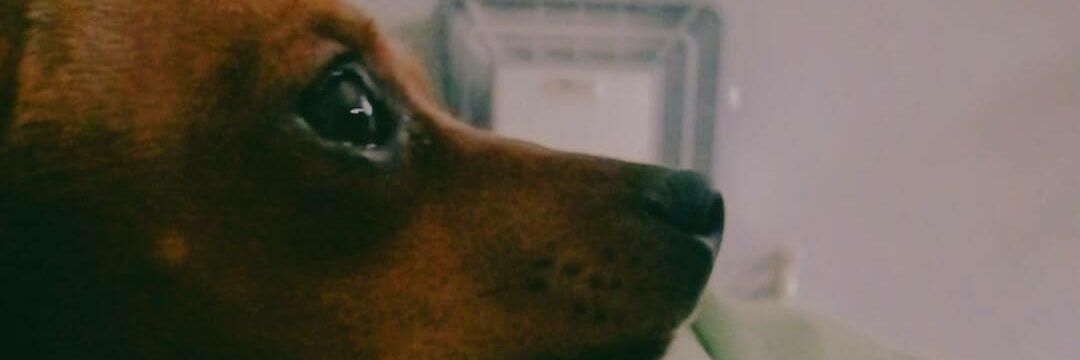 LesliAzcurra's profile banner image