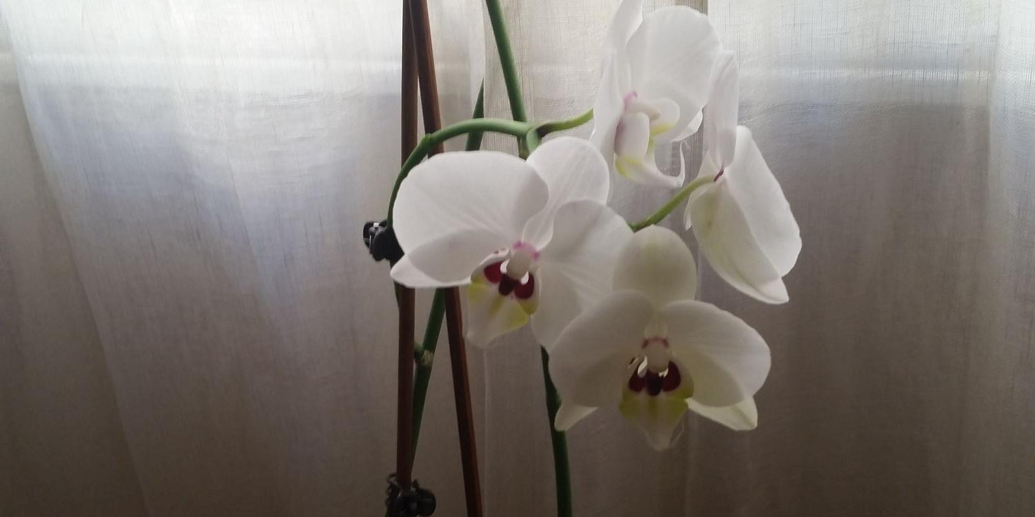 Emmanuelle Chriqui banner