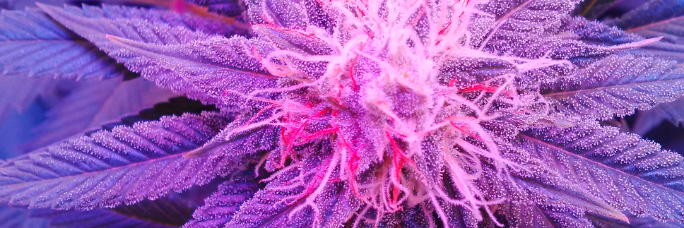 growyourkush's profile banner image