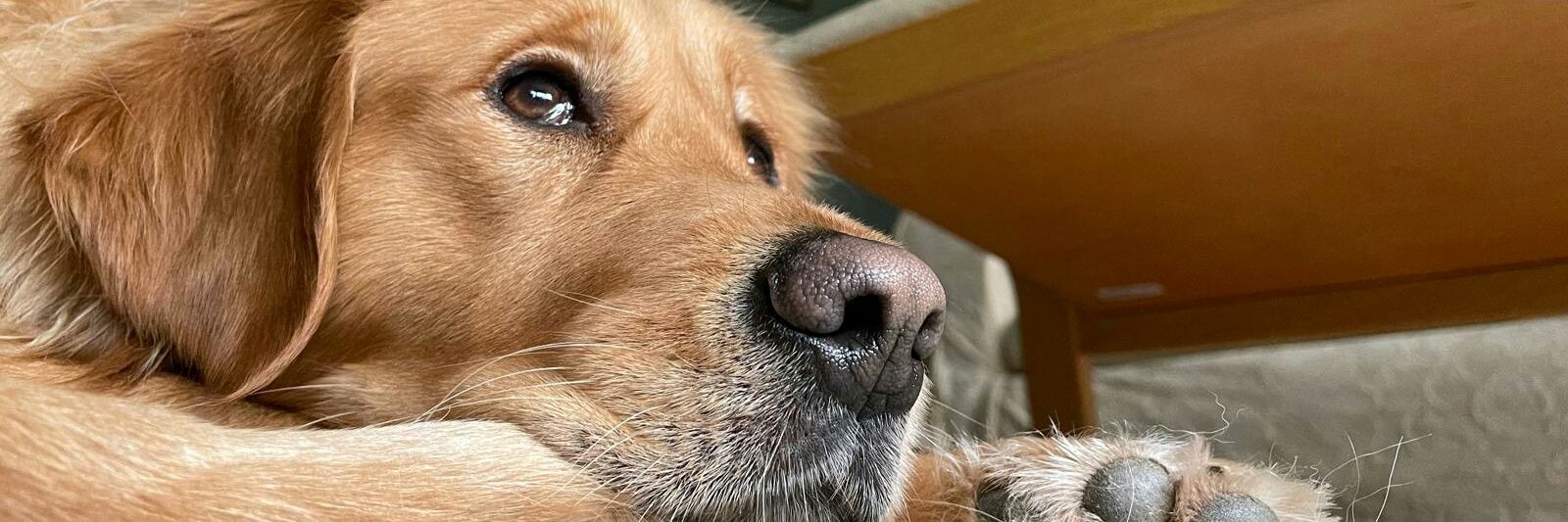 Charlie de Melo banner