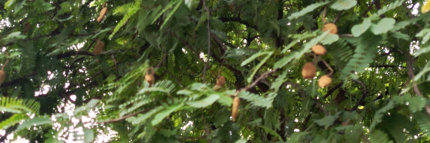 ChenAtmadja's profile banner image